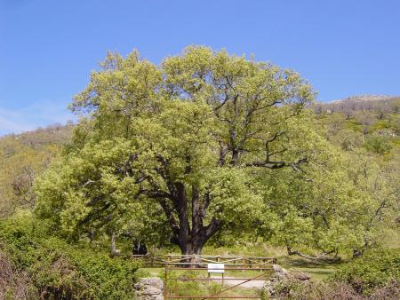 Imagen Roble del Acarradero (Roble de Romanejo)